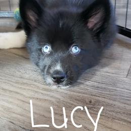 Pomeranian and Pomsky Puppies from Illinois Pomsky and Pomeranian
