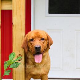 Pumpkin - Labrador Retriever