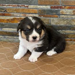 Boy 1 - Black and tan male Pembroke Welsh Corgi puppy in Visalia, California from VIP Stables