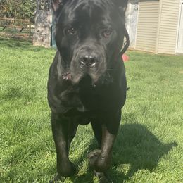 Bruno - Cane Corso