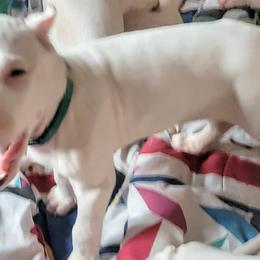 Boy 3 - Dogo Argentino puppy in Pueblo, Colorado from Palace Guard Dogos