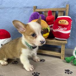 Ronald - Red male Pembroke Welsh Corgi puppy in Apison, Tennessee from Ashmore Corgis