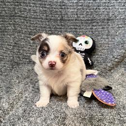 Stuart - White male Chihuahua puppy in Seneca, Missouri from Stephanie’s Puppy Colony