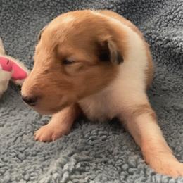Vera - Sable merle and white female Collie puppy in Yulee, Florida from Three Collie Farm