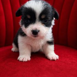 Lucky - Black and tan male Pembroke Welsh Corgi puppy in Ramona, Oklahoma from Eden Farms Corgis