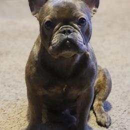 French Bulldog All Grown Up from Fatbat Frenchies