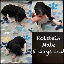Holstein - Parti male Poodle puppy in Wheatland, California from Sapphire Ridge Poodles