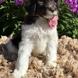 Goldendoodle Puppies from DM Hilltop FURfamily