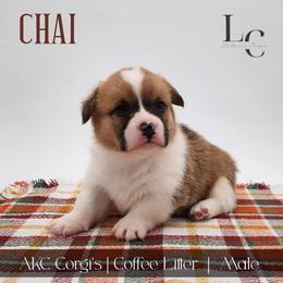 Chai - Red male Pembroke Welsh Corgi puppy in Pine Village, Indiana from NL Horsemanship