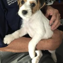Jack Russell Terrier Puppies from SeaDog Jack Russell Terriers