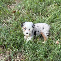 Bridget - Ready 25th - Blue merle female Miniature Australian Shepherd puppy in Oronogo, Missouri from Dutton's Show Me Farms