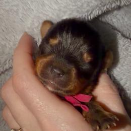 Rosie Belle Pink Collar AKC - Black and tan female Yorkshire Terrier puppy in Hope, Indiana from DJ Yorkies