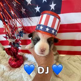 DJ - Red male Pembroke Welsh Corgi puppy in Corning, California from C.H. Pembroke Corgis
