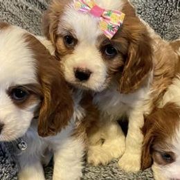 Aussiedoodles and Cavapoos from Cuddly Cavapoos