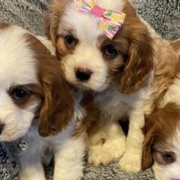 Aussiedoodles and Cavapoos from Cuddly Cavapoos