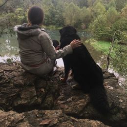 Bernedoodle, Bernese Mountain Dog, and Goldendoodle All Grown Up from Bernedoodles of the Ozarks