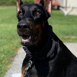 Doberman Pinschers from Kapu Kennels