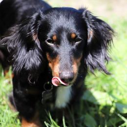 Sparrow - Dachshund