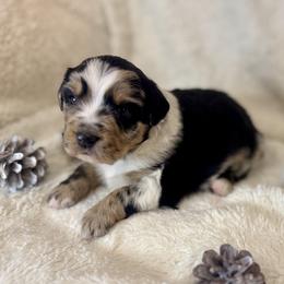 Basil - Blue merle female Miniature Australian Shepherd puppy in Bozeman, Montana from +s mini Aussies