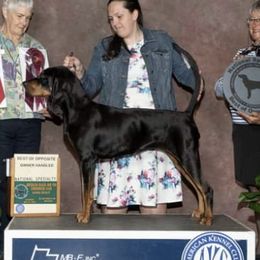 Gabby - Black and Tan Coonhound
