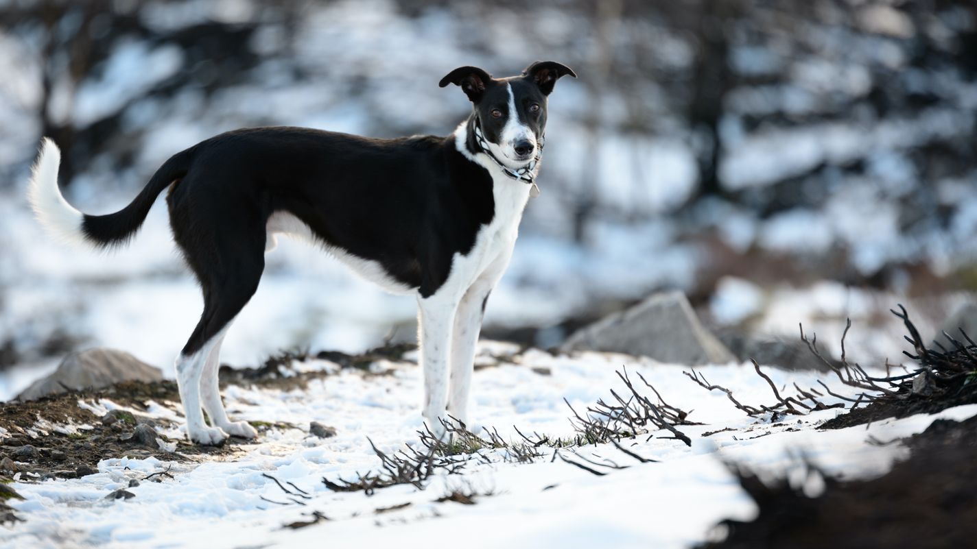 Lurcher