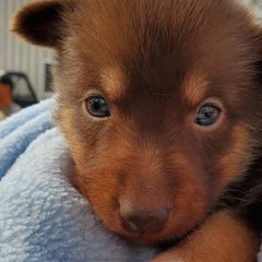 Boy 1 - Lapponian Herder puppy in Cambridge, Minnesota from Kuulas Kennels