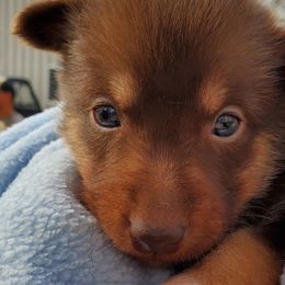 Boy 1 - Lapponian Herder puppy in Cambridge, Minnesota from Kuulas Kennels