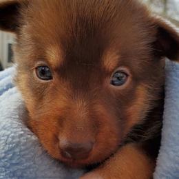 Boy 1 - Lapponian Herder puppy in Cambridge, Minnesota from Kuulas Kennels