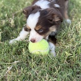 Girl 1 - Red tri female Toy Australian Shepherd puppy in Caddo Mills, Texas from R & W Aussies