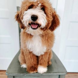 Biscuit - Goldendoodle