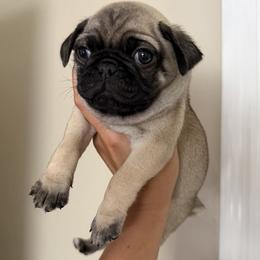 Apricot silver boy - Fawn male Pug puppy in Lake City, Florida from Pack of Pugs