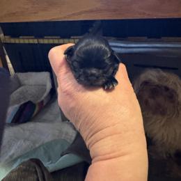 Girl 1 - Black female Shih Tzu puppy in Augusta, Maine from Zulas Shih Tzu of Maine