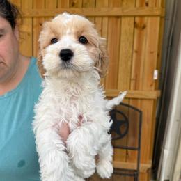 Daphne - Red and white female Cockapoo puppy in Holton, Indiana from MoonShine Babies