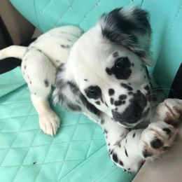 Dalmatian Puppies from Midnight Milkers Nubians