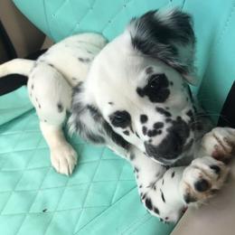Dalmatian Puppies from Midnight Milkers Nubians