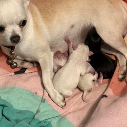 Chihuahua Puppies from McQueen’s Chi”s