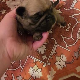 Boy 1 - Fawn male Pug puppy in Vale, North Carolina from Von Katzenstein Kennel