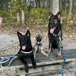 German Shepherd Puppies from Fancy GSDs