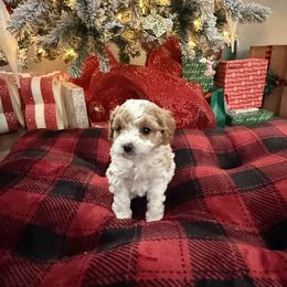 Boy 5 - Cream male Cavapoo puppy in Nampa,, Idaho from Clig Doodle Days