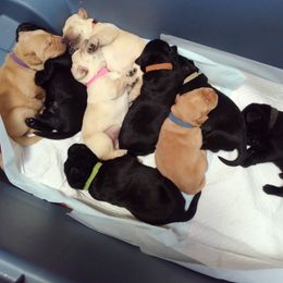 Labrador Retriever Puppies from Cary’s Buck Creek Retrievers