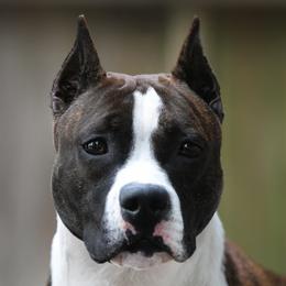 Gigi  - American Staffordshire Terrier