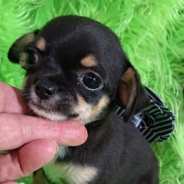 AKC Ella - Black and tan female Chihuahua puppy in Emory, Texas from Mel's Wags & Kisses