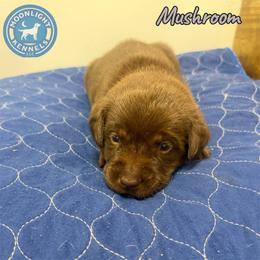 Mushroom - Chocolate male Labrador Retriever puppy in Elloree, South Carolina from Moonlight Kennels LLC