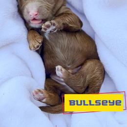 Bullseye - Red  male Goldendoodle puppy in Lakeland, Florida from Rolling Oak Doodles