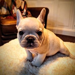 Boy 1 - Cream French Bulldog puppy in Frankenmuth, Michigan from Michigan fresh Coast Frenchies