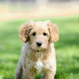 Australian Labradoodle Puppies from Bedrock Labradoodles