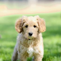 Australian Labradoodle Puppies from Bedrock Labradoodles