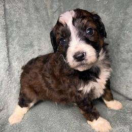 Boy 5 - Sable male Aussiedoodle puppy in Alabama from SBA Aussies
