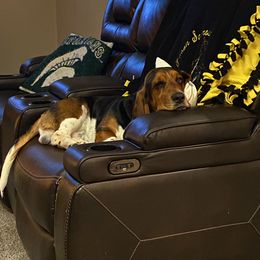 Willard - Basset Hound