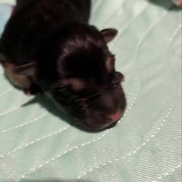 B-M-2 - Bi-color male German Shepherd puppy in Yuba City, California from Barton’s German Shepherds